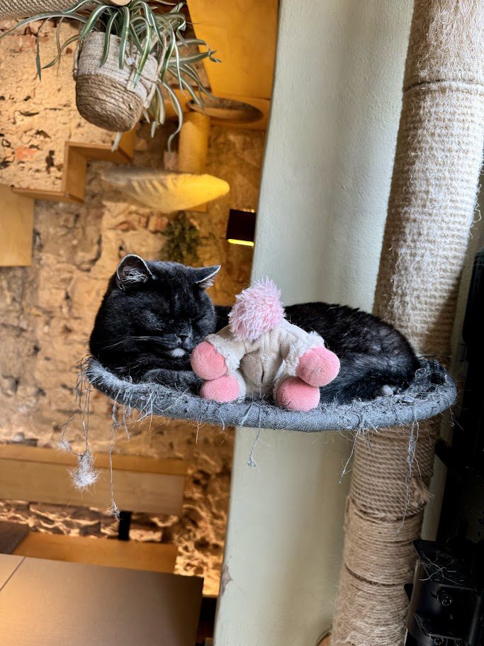 cat sleeping at the cafe tempel regensburg germany